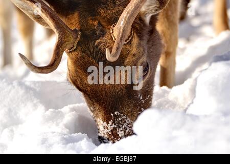 Damwild auf der Suche nach Nahrung unter dem großen Schnee Stockfoto