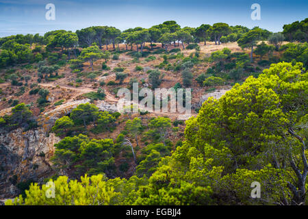 Punta Falconera. Rosen. Costa Brava, Gerona. Katalonien, Spanien, Europa Stockfoto