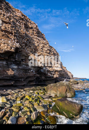 Schwarz-legged Kittiwake (Rissa Tridactyla) Kolonie Stockfoto