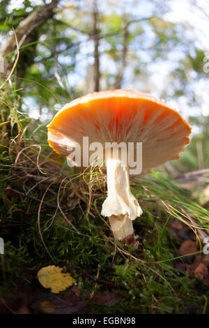 Pilz: Amanita Muscaria, allgemein bekannt als der Fliegenpilz. Giftige Fliegenpilz Stockfoto