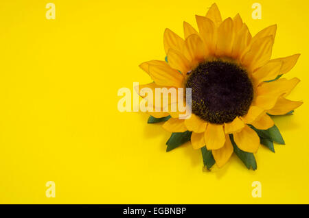 Sonnenblume erschossen auf gelbem Hintergrund Stockfoto