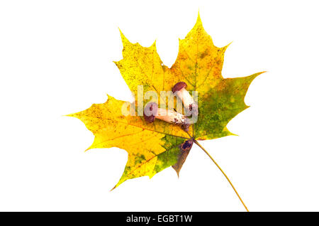 Herbst Maple Leaf und zwei Pilze Pilze Cep Boletus isoliert auf weiss Stockfoto