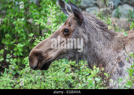 Elch in Denali Nationalpark, Alaska, USA, Nordamerika. Stockfoto