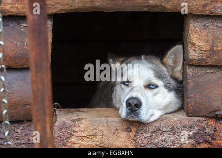 Alaskan Husky Hund im Denali Nationalpark, Alaska, USA, Nordamerika. Stockfoto