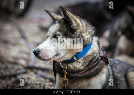 Alaskan Husky Hund im Denali Nationalpark, Alaska, USA, Nordamerika. Stockfoto