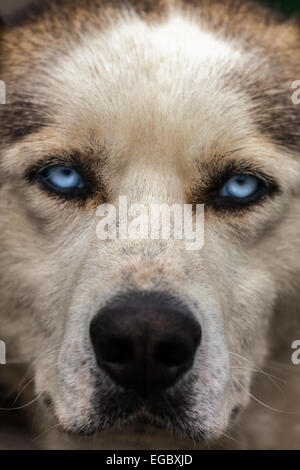 Alaskan Husky Hund im Denali Nationalpark, Alaska, USA, Nordamerika. Stockfoto