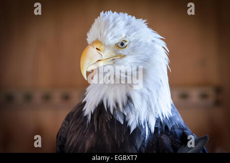 Weißkopfseeadler in Gefangenschaft, Alaska, USA, Nordamerika. Stockfoto