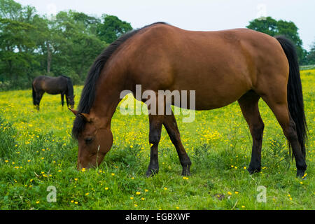 Pferde grasen auf Feld mit Butterblumen Stockfoto