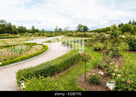 Rosengärten, Rundale Palace Museum und Park, Lettland Stockfoto