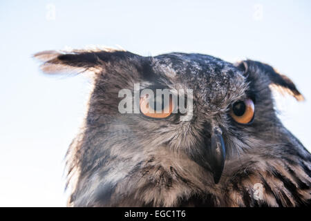Die eurasische Uhu (Bubo bubo), eine der größten Eulenarten der Welt, die an ihren markanten orangen Augen und ihren auffälligen Ohrbüscheln erkannt wird. Stockfoto