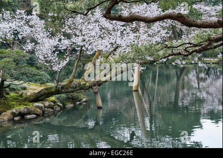 Ein alter Kirschbaum in voller Blüte über dem See in Kenroku-en, Kanazawa, einem der drei Großen Gärten Japans Stockfoto