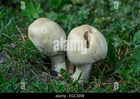 Holzpilz (Agaricus silvicola) Stockfoto