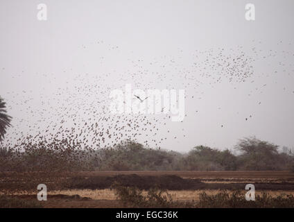 Rot-billed Webervögeln Herde mobbing Adler in Senegal Stockfoto