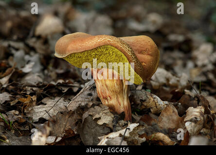 Wildleder Bolete (Xerocomus Subtomentosus) Stockfoto