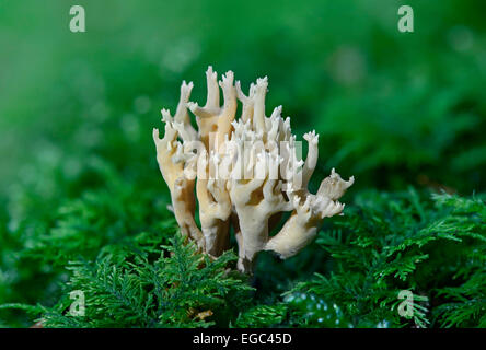 Strenge - Niederlassung Koralle (ramaria Stricta), ungenießbare Coral Pilz Stockfoto