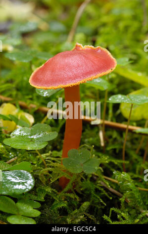 Zinnober Waxcap, Hygrocybe Miniata, Pilze gesehen wächst im Laubwald, Carstramon Holz, Dumfries & Galloway, Schottland Stockfoto