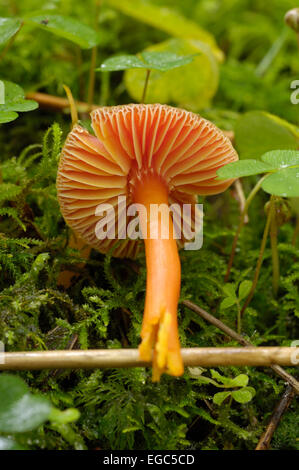 Zinnober Waxcap, Hygrocybe Miniata, Pilze gesehen wächst im Laubwald, Carstramon Holz, Dumfries & Galloway, Schottland Stockfoto