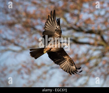 Schwarzmilan (Milvus Migrans) fliegen Stockfoto