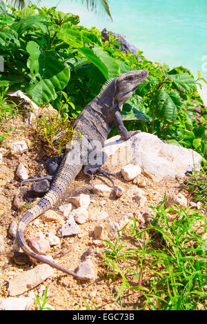 Leguan auf den Felsen in der Nähe von Ruinen von Tulum in Mexiko Stockfoto