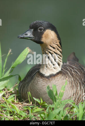 Nēnē oder hawaiianische Gans, (Branta Sandvicensis) bedrohte, Hanalei National Wildlife Refuge, Kauai, Hawaii Stockfoto