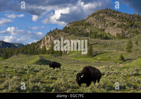 Zwei Bisons im Yellowstone-Nationalpark im Abendlicht.  Dies ist im nördlichen Teil des Parks. Stockfoto