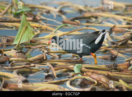 Hawaiian Teichhuhn (Gallinula Chloropus Sandvicensis) Fütterung in Taro-Felder, Hanalei National Wildlife Refuge, Kauai, Hawaii Stockfoto