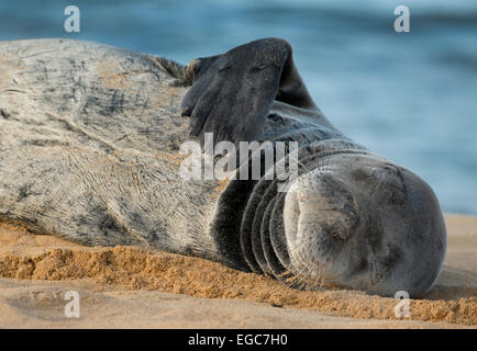 Hawaii-Mönchsrobbe (Monachus Schauinslandi), stark gefährdet, ruht am Poipu Beach, Kauai, Hawaii Stockfoto