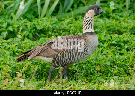 Nēnē oder hawaiianische Gans, (Branta Sandvicensis) bedrohte, Hanalei National Wildlife Refuge, Kauai, Hawaii Stockfoto