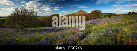 Nähe Topping mit Feder Glockenblumen hören Great Ayton in Yorkshire, England Stockfoto