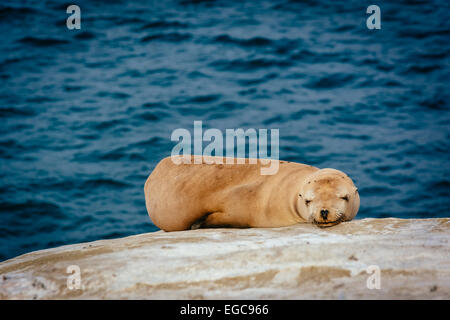 Seelöwen auf den Klippen mit Blick auf den Pazifischen Ozean, in La Jolla, Kalifornien. Stockfoto