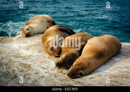 Seelöwen auf den Klippen mit Blick auf den Pazifischen Ozean, in La Jolla, Kalifornien. Stockfoto