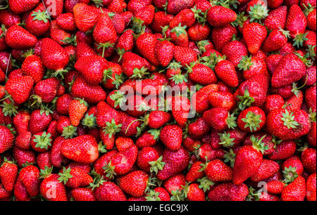 Erdbeeren in einem Korb, die nur aus einem Feld abgeholt Stockfoto