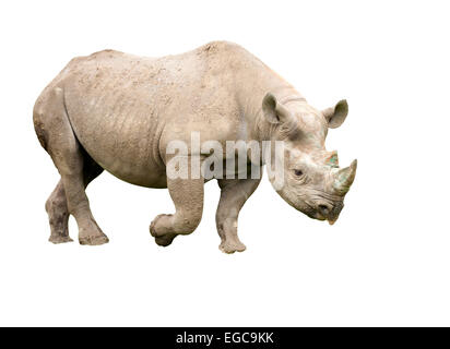 Schneiden Sie Bild ein Spitzmaul-Nashorn Stockfoto