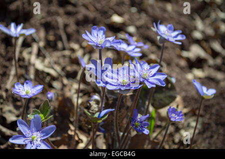 Blaue Kidneywort Blüten mit braunen Hintergrundunschärfe Closeup Stockfoto