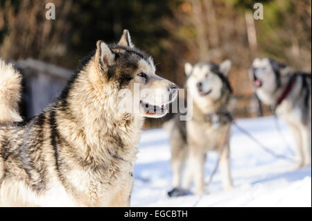 Reines Brot Alaskan Malamute Schlittenhunde bei Absteckung warten auf den Wettbewerb starten. Stockfoto