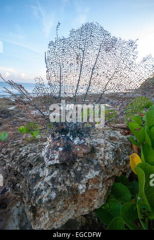 Ein gebrochenes Stück von Gorgonien Korallen, die an einem kubanischen Strand gespült hat. Stockfoto