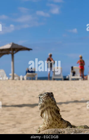 Eine gemeinsame curly-tailed Lizard leiocephalus carinatus Peeks über einen Felsen auf dem touristischen Strand in Jibacoa Kuba Stockfoto