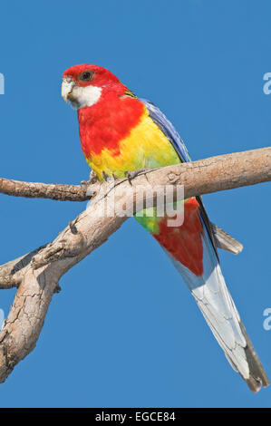 Die östliche Rosella, 'platycercus eximius' auf einem Baum gehockt Stockfoto