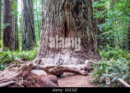 Riesigen Redwood-Bäume. Jedediah Smith Redwoods State Park, California, Vereinigte Staaten von Amerika. Stockfoto