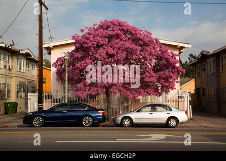 Virgil Ave., in der Nähe von Melrose Ave., Los Angeles, Kalifornien Stockfoto