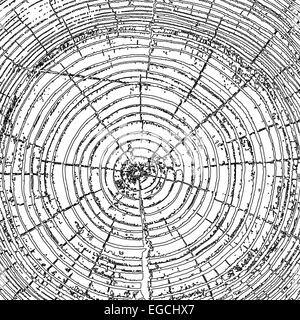 Baum Ringe Sägeschnitt Baumstamm Hintergrund. Stockfoto