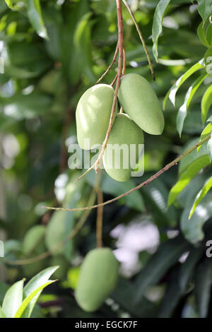 grünen Mangos auf Bäume im Obstgarten. Stockfoto