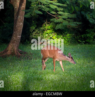 Pampas Rotwild (Ozotoceros Bezoarticus), hier bei Iguazu Wasserfälle, Leben im Grasland von Südamerika in niedrigen Höhen. Stockfoto