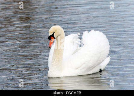 Höckerschwan am Teich Stockfoto