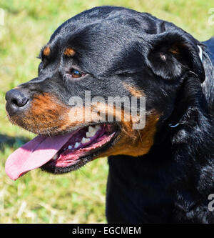 Rottweiler Hund portrait Stockfoto