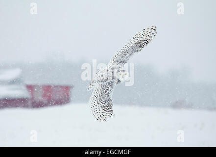 Schneeeule fliegen im Schnee Stockfoto