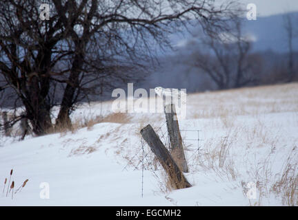 Schneeeule gehockt Zaunpfosten Stockfoto