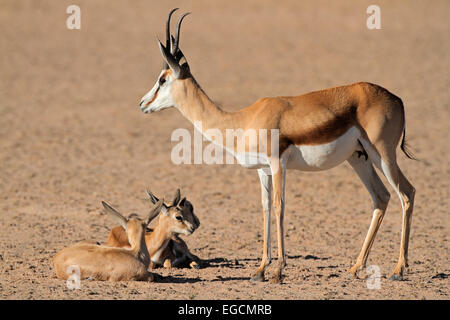 Eine Springbock-Antilope (Antidorcas Marsupialis) mit kleinen Lämmer, Kalahari-Wüste, Südafrika Stockfoto