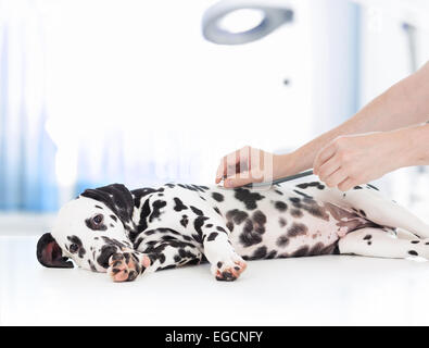 klinischen Hund Untersuchung durch den Tierarzt mit Stethoskop Stockfoto