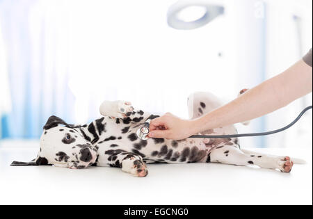 Untersuchung der Hund vom Tierarzt mit Stethoskop in Klinik Stockfoto